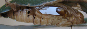 Pupae